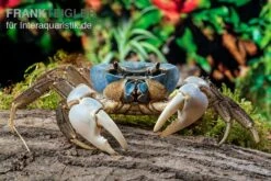 Weihnachtsinsel-Krabbe, Discoplax Celeste -Tier Produkt Geschäft Weihnachtsinsel Krabbe Discoplax celeste 6