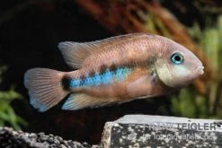 Weinrotflossiger Buntbarsch, Cryptoheros Cutteri -Tier Produkt Geschäft Weinrotflossiger Buntbarsch Cryptoheros cutteri 3