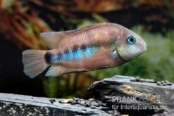 Weinrotflossiger Buntbarsch, Cryptoheros Cutteri -Tier Produkt Geschäft Weinrotflossiger Buntbarsch Cryptoheros cutteri 4