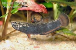 Weißsaum-Zwergkampffisch, Betta Albimarginata -Tier Produkt Geschäft Weisssaum Zwergkampffisch Betta albimarginata 3