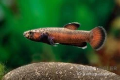 Weißsaum-Zwergkampffisch "Sebuku", Betta Albimarginata "Sebuku" -Tier Produkt Geschäft Weisssaum Zwergkampffisch Sebuku Betta albimarginata Sebuku 3