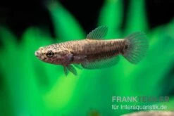 Weißsaum-Zwergkampffisch "Sebuku", Betta Albimarginata "Sebuku" -Tier Produkt Geschäft Weisssaum Zwergkampffisch Sebuku Betta albimarginata Sebuku 4