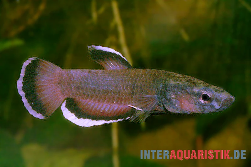 Weißsaum-Zwergkampffisch "Malinau", Betta Albimarginata "Malinau", Paarweise 2 Weißsaum-Zwergkampffisch "Malinau", Betta Albimarginata "Malinau", Paarweise – Bild 2