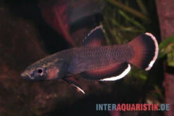 Weißsaum-Zwergkampffisch "Malinau", Betta Albimarginata "Malinau", Paarweise