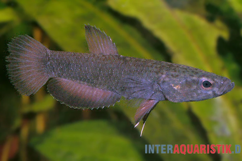 Weißsaum-Zwergkampffisch "Malinau", Betta Albimarginata "Malinau", Paarweise 3 Weißsaum-Zwergkampffisch "Malinau", Betta Albimarginata "Malinau", Paarweise – Bild 3