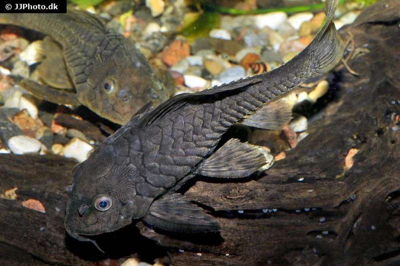 Wels L152 Orinoko-Tannenzapfenwels, Pseudorinelepis Genibarbis 2 Wels L152 Orinoko-Tannenzapfenwels, Pseudorinelepis Genibarbis – Bild 2