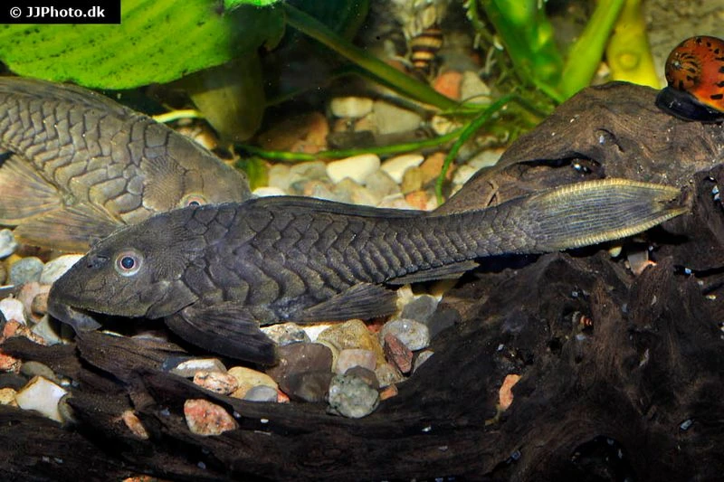 Wels L152 Orinoko-Tannenzapfenwels, Pseudorinelepis Genibarbis 1 Wels L152 Orinoko-Tannenzapfenwels, Pseudorinelepis Genibarbis