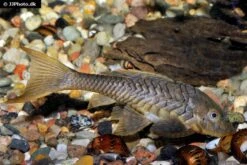 Wels L152 Orinoko-Tannenzapfenwels, Pseudorinelepis Genibarbis 6 Wels L152 Orinoko-Tannenzapfenwels, Pseudorinelepis Genibarbis -Tier Produkt Geschäft Wels L 152 Orinoko Tannenzapfenwels Pseudorinelepis genibarbis 3