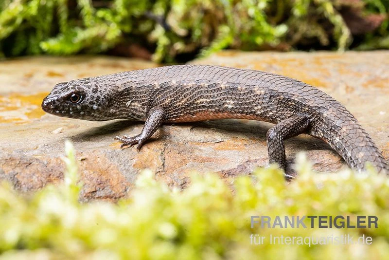 Westafrikanischer Wasser-Zwergskink, Cophoscincopus Simulans 2 Westafrikanischer Wasser-Zwergskink, Cophoscincopus Simulans – Bild 2