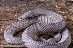 Westliche Wald-Feilenschlange, Mehelya Poensis -Tier Produkt Geschäft Westliche Wald Feilenschlange Mehelya poensis 13