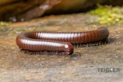 Wüsten-Tausendfüßer, Orthoporus Ornatus -Tier Produkt Geschäft Wuesten Tausendfuesser Orthoporus ornatus 3