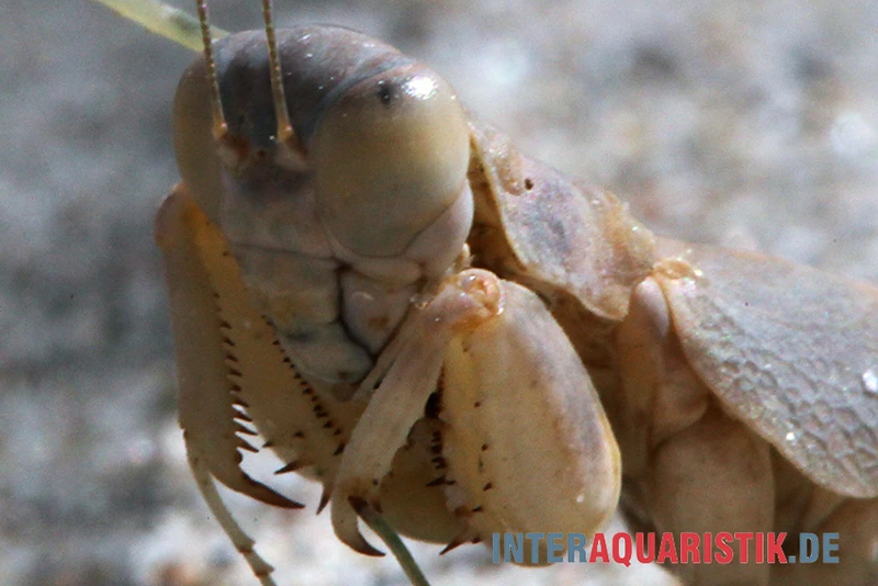 Wüstenmantis, Eremiaphila Nilotica 2 Wüstenmantis, Eremiaphila Nilotica – Bild 2