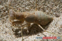 Wüstenmantis, Eremiaphila Nilotica 5 Wüstenmantis, Eremiaphila Nilotica -Tier Produkt Geschäft Wuestenmantis Eremiaphila nilotica 3