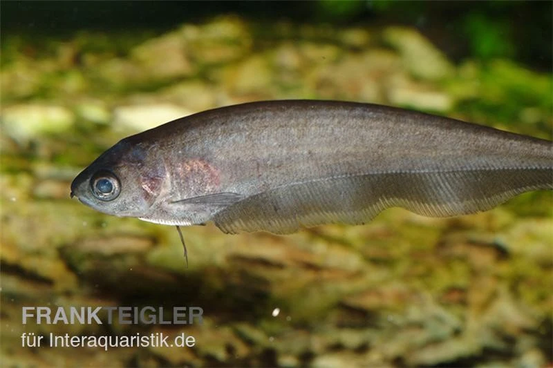 Afrikanischer Messerfisch, Xenomystus Nigri 1 Afrikanischer Messerfisch, Xenomystus Nigri