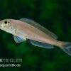 Sandcichlide Burundi Blau, Xenotilapia Bathyphilus Burundi Blue, DNZ