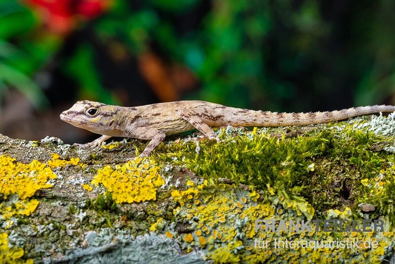 Zaunanolis, Anolis Distichus 1 Zaunanolis, Anolis Distichus