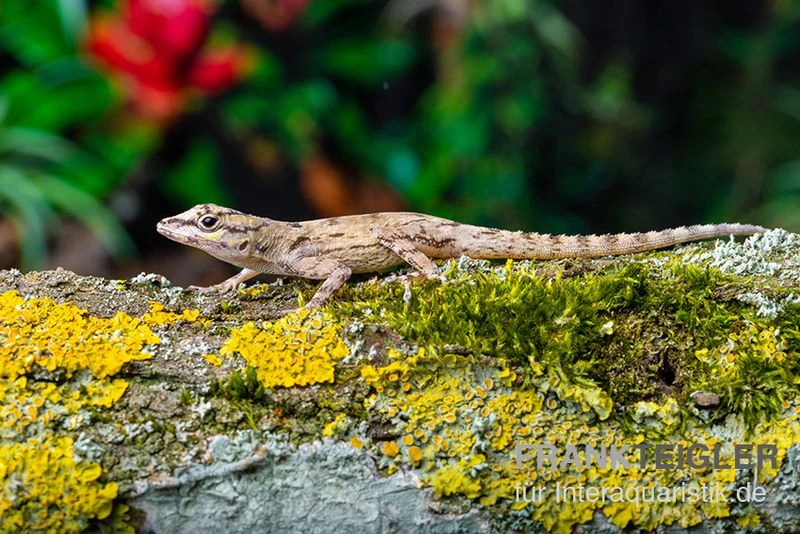 Zaunanolis, Anolis Distichus 2 Zaunanolis, Anolis Distichus – Bild 2
