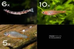 Zierfisch-Sortiment Asien Für 60 Cm