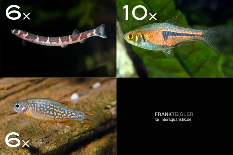 Zierfisch-Sortiment Asien Für 80 Cm 1 Zierfisch-Sortiment Asien Für 80 Cm