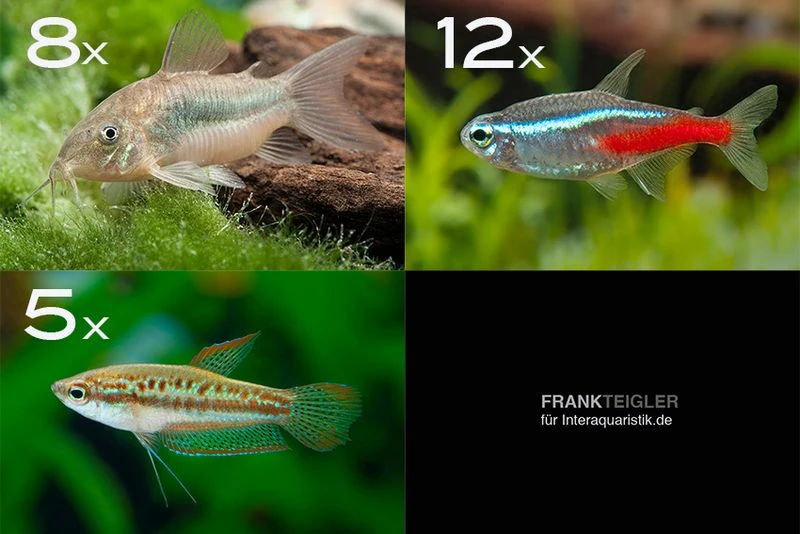 Zierfisch-Sortiment Einsteiger Für 80 Cm 1 Zierfisch-Sortiment Einsteiger Für 80 Cm