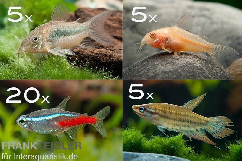 Zierfisch-Sortiment Einsteiger Für 100 Cm 1 Zierfisch-Sortiment Einsteiger Für 100 Cm