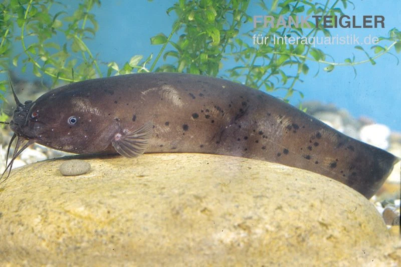 Zitterwels, Malapterurus Electricus 2 Zitterwels, Malapterurus Electricus – Bild 2