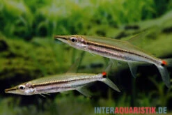 Zweistreifen Hundssalmler, Acestrorhynchus Isalinae