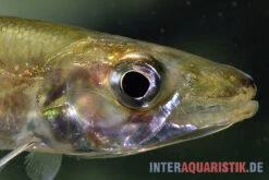 Zwerg-Barracuda-Salmler, Acestrorhynchus Cf. Minimus -Tier Produkt Geschäft Zwerg Barracuda Salmler Acestrorhynchus cf minimus 3