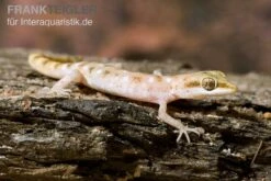 Zwergwüstengecko, Tropiocolotes Steudneri -Tier Produkt Geschäft Zwergwuestengecko Tropiocolotes steudneri 3