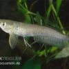 Arowana, Osteoglossum Bicirrhosum