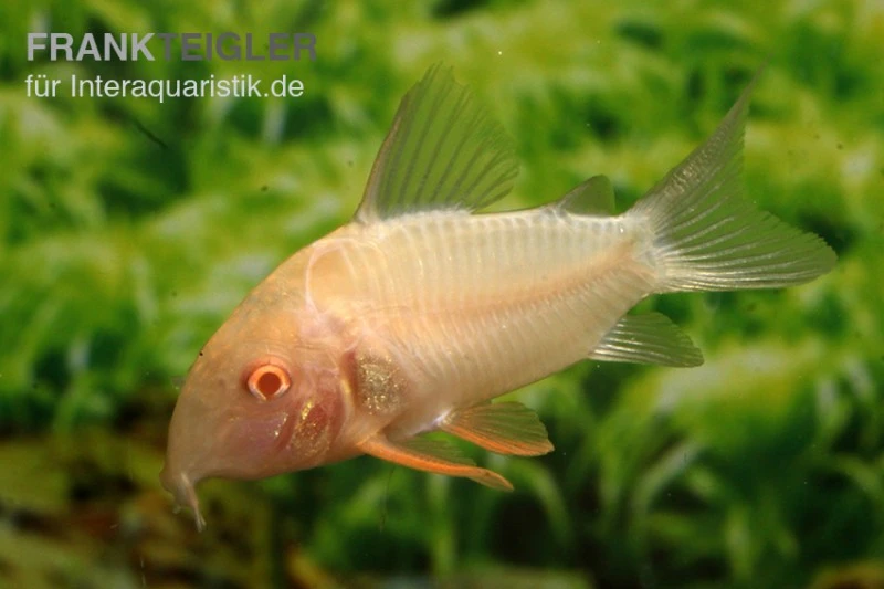 Sterbas Panzerwels, Gold, Corydoras Sterbai, Gold 1 Sterbas Panzerwels, Gold, Corydoras Sterbai, Gold