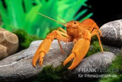 Goldener Cherax, Cherax Cf. Snowden -Tier Produkt Geschäft goldener krebs cherax cf snowden