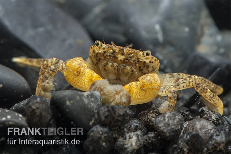 Pompomkrabbe, Ptychognathus Barbatus (Hongkong-Krabbe) 1 Pompomkrabbe, Ptychognathus Barbatus (Hongkong-Krabbe)